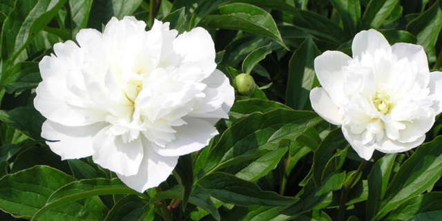 日本のシャクヤクの産地 富山県 当帰 芍薬 薬師製薬